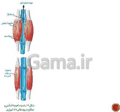 پاورپوینت تدریس زیست شناسی (1) دهم تجربی | فصل 4: گردش مواد در بدن (گفتار 1 تا 4)- پیش نمایش