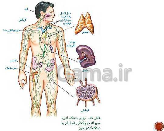 پاورپوینت تدریس زیست شناسی (1) دهم تجربی | فصل 4: گردش مواد در بدن (گفتار 1 تا 4)- پیش نمایش