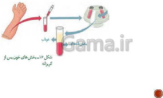 پاورپوینت تدریس زیست شناسی (1) دهم تجربی | فصل 4: گردش مواد در بدن (گفتار 1 تا 4)- پیش نمایش