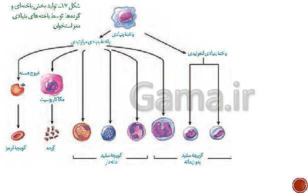 پاورپوینت تدریس زیست شناسی (1) دهم تجربی | فصل 4: گردش مواد در بدن (گفتار 1 تا 4)- پیش نمایش