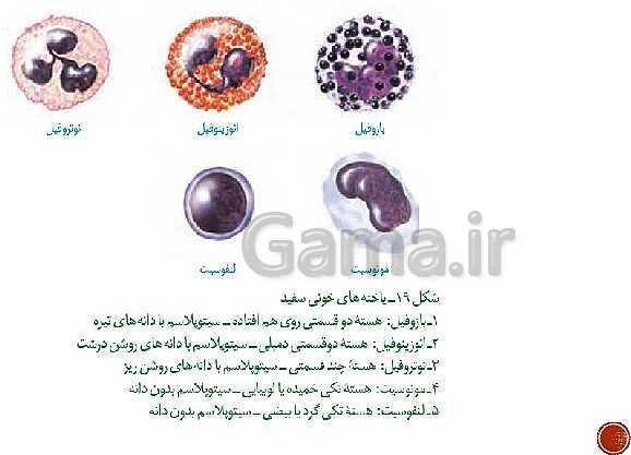 پاورپوینت تدریس زیست شناسی (1) دهم تجربی | فصل 4: گردش مواد در بدن (گفتار 1 تا 4)- پیش نمایش