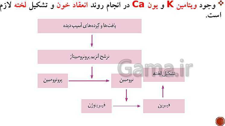 پاورپوینت تدریس زیست شناسی (1) دهم تجربی | فصل 4: گردش مواد در بدن (گفتار 1 تا 4)- پیش نمایش