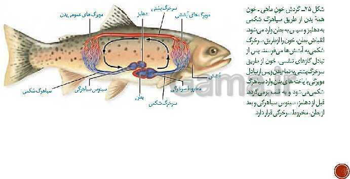 پاورپوینت تدریس زیست شناسی (1) دهم تجربی | فصل 4: گردش مواد در بدن (گفتار 1 تا 4)- پیش نمایش