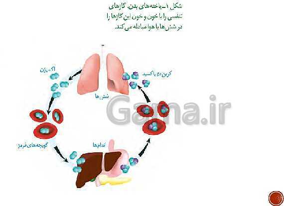 پاورپوینت تدریس زیست شناسی (1) دهم تجربی | فصل 3: تبادلات گازی (گفتار 1 تا 3)- پیش نمایش