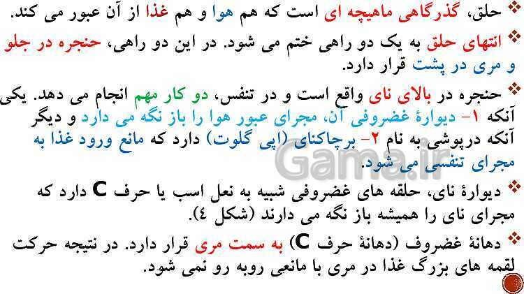 پاورپوینت تدریس زیست شناسی (1) دهم تجربی | فصل 3: تبادلات گازی (گفتار 1 تا 3)- پیش نمایش