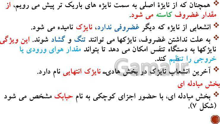 پاورپوینت تدریس زیست شناسی (1) دهم تجربی | فصل 3: تبادلات گازی (گفتار 1 تا 3)- پیش نمایش