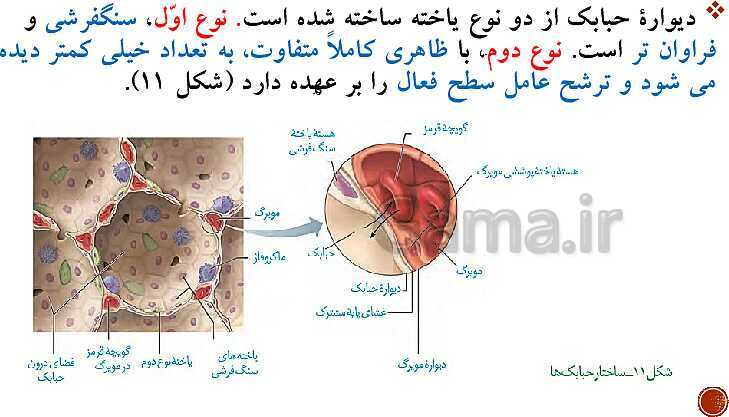 پاورپوینت تدریس زیست شناسی (1) دهم تجربی | فصل 3: تبادلات گازی (گفتار 1 تا 3)- پیش نمایش