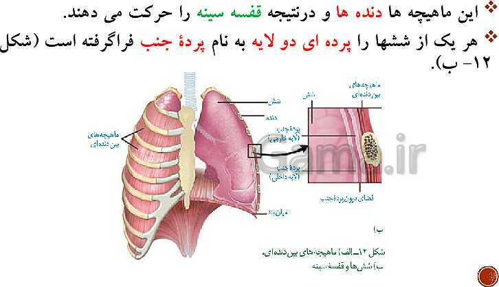 پاورپوینت تدریس زیست شناسی (1) دهم تجربی | فصل 3: تبادلات گازی (گفتار 1 تا 3)- پیش نمایش