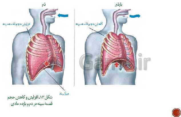 پاورپوینت تدریس زیست شناسی (1) دهم تجربی | فصل 3: تبادلات گازی (گفتار 1 تا 3)- پیش نمایش