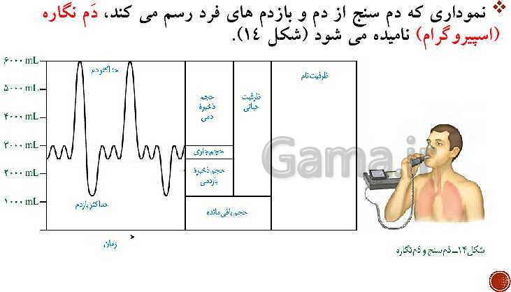 پاورپوینت تدریس زیست شناسی (1) دهم تجربی | فصل 3: تبادلات گازی (گفتار 1 تا 3)- پیش نمایش