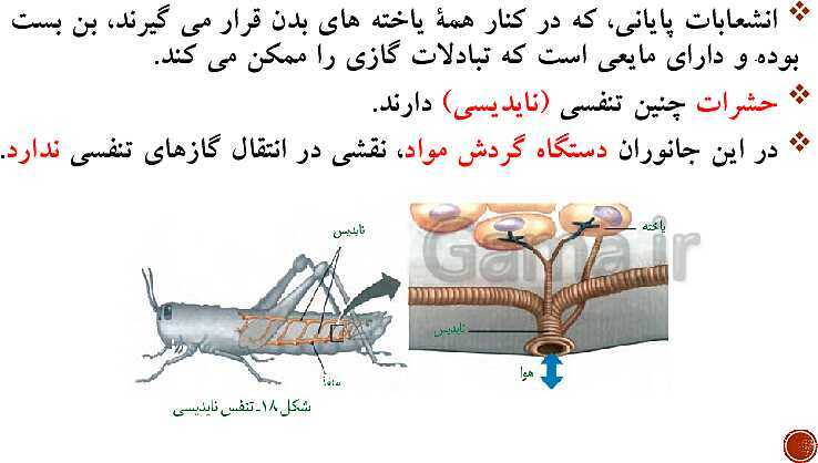 پاورپوینت تدریس زیست شناسی (1) دهم تجربی | فصل 3: تبادلات گازی (گفتار 1 تا 3)- پیش نمایش