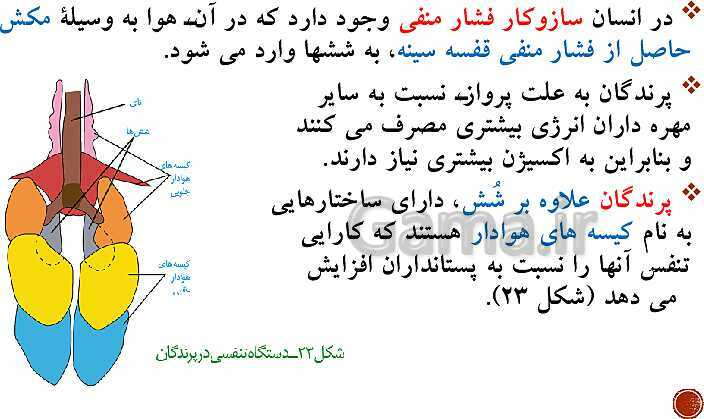 پاورپوینت تدریس زیست شناسی (1) دهم تجربی | فصل 3: تبادلات گازی (گفتار 1 تا 3)- پیش نمایش