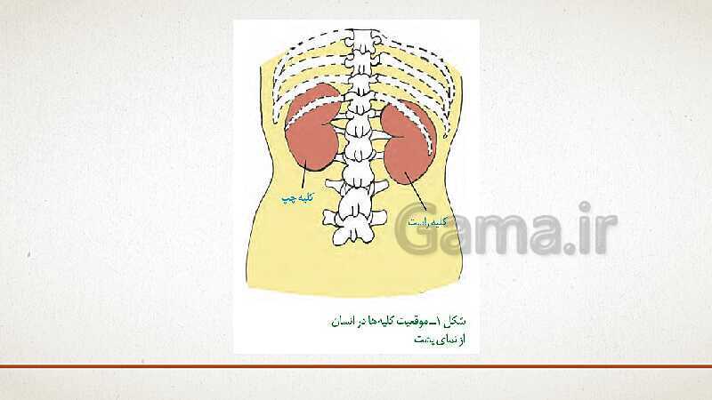 پاورپوینت تدریس زیست شناسی (1) دهم تجربی | فصل 5: تنظیم اسمزی و دفع مواد زائد (گفتار 1 تا 3)- پیش نمایش