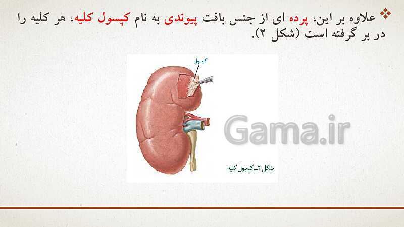 پاورپوینت تدریس زیست شناسی (1) دهم تجربی | فصل 5: تنظیم اسمزی و دفع مواد زائد (گفتار 1 تا 3)- پیش نمایش