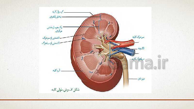 پاورپوینت تدریس زیست شناسی (1) دهم تجربی | فصل 5: تنظیم اسمزی و دفع مواد زائد (گفتار 1 تا 3)- پیش نمایش