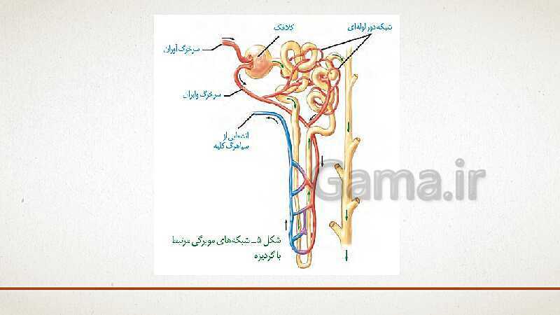 پاورپوینت تدریس زیست شناسی (1) دهم تجربی | فصل 5: تنظیم اسمزی و دفع مواد زائد (گفتار 1 تا 3)- پیش نمایش