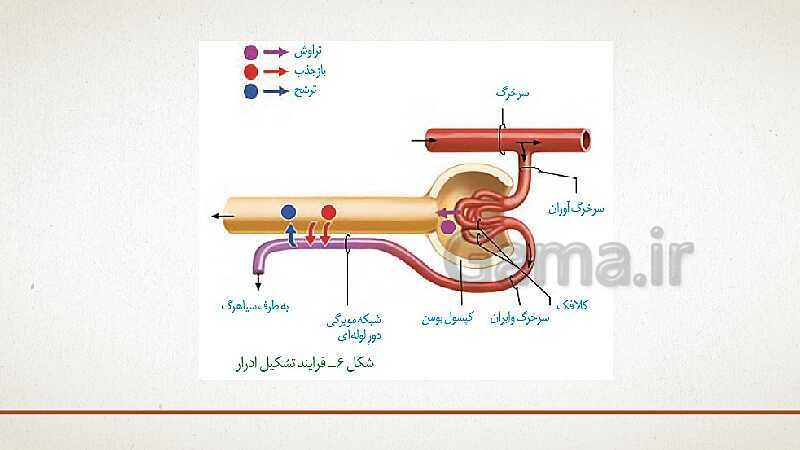 پاورپوینت تدریس زیست شناسی (1) دهم تجربی | فصل 5: تنظیم اسمزی و دفع مواد زائد (گفتار 1 تا 3)- پیش نمایش