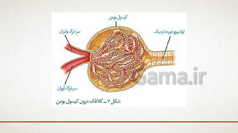 پاورپوینت تدریس زیست شناسی (1) دهم تجربی | فصل 5: تنظیم اسمزی و دفع مواد زائد (گفتار 1 تا 3)- پیش نمایش