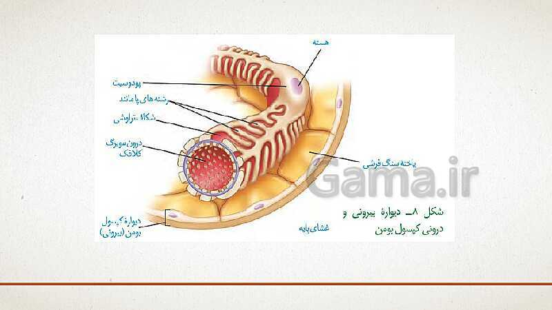 پاورپوینت تدریس زیست شناسی (1) دهم تجربی | فصل 5: تنظیم اسمزی و دفع مواد زائد (گفتار 1 تا 3)- پیش نمایش