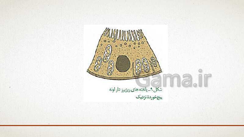 پاورپوینت تدریس زیست شناسی (1) دهم تجربی | فصل 5: تنظیم اسمزی و دفع مواد زائد (گفتار 1 تا 3)- پیش نمایش