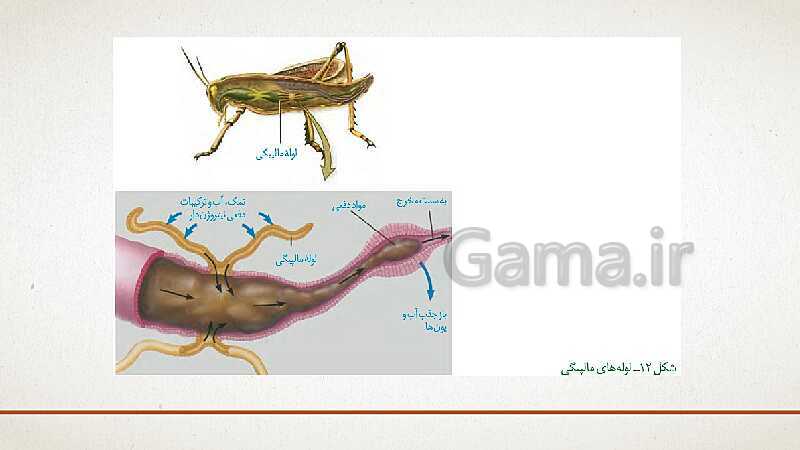 پاورپوینت تدریس زیست شناسی (1) دهم تجربی | فصل 5: تنظیم اسمزی و دفع مواد زائد (گفتار 1 تا 3)- پیش نمایش