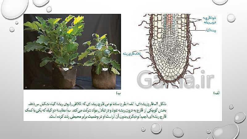 پاورپوینت تدریس زیست شناسی (1) دهم تجربی | فصل 7: جذب و انتقال مواد در گیاهان (گفتار 1 تا 3)- پیش نمایش