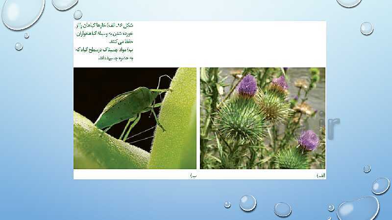 پاورپوینت تدریس زیست شناسی (2) یازدهم تجربی | فصل 9: پاسخ گیاهان به محرک ها (گفتار 1 و 2)- پیش نمایش