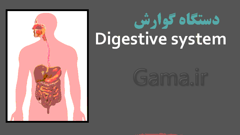 پاورپوینت ساختار لوله گوارش زیست شناسی دهم تجربی- پیش نمایش