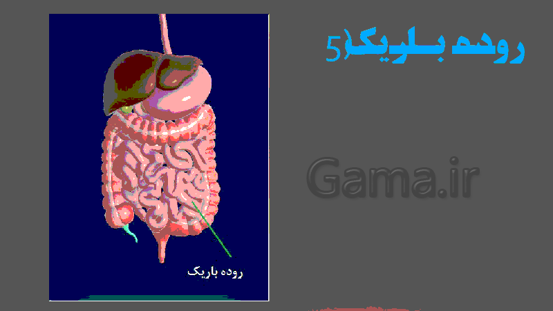 پاورپوینت ساختار لوله گوارش زیست شناسی دهم تجربی- پیش نمایش