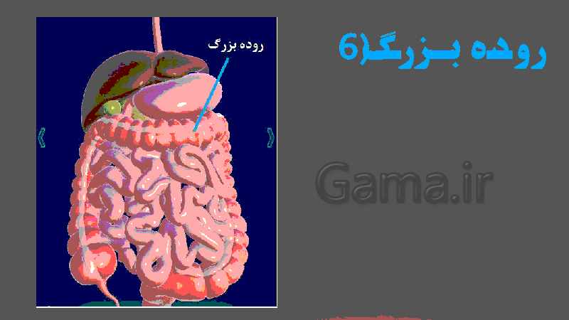 پاورپوینت ساختار لوله گوارش زیست شناسی دهم تجربی- پیش نمایش