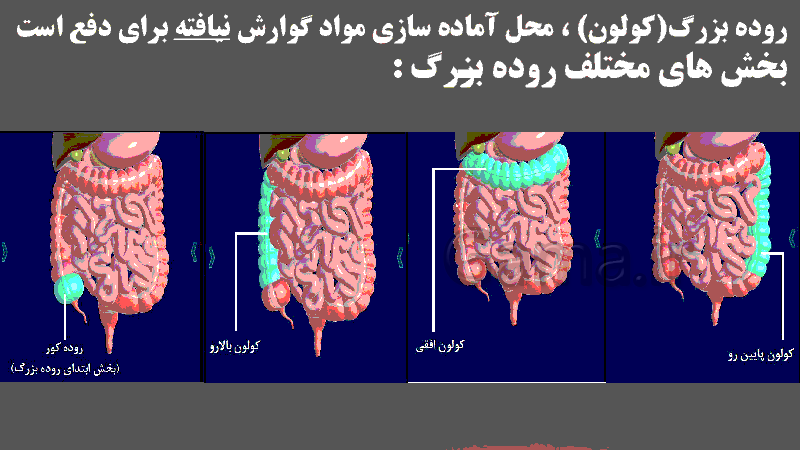 پاورپوینت ساختار لوله گوارش زیست شناسی دهم تجربی- پیش نمایش