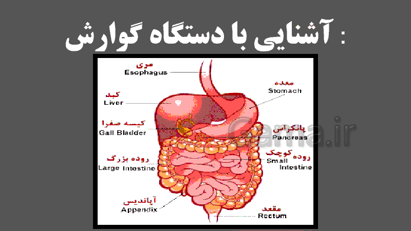 پاورپوینت ساختار لوله گوارش زیست شناسی دهم تجربی- پیش نمایش