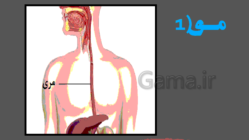 پاورپوینت ساختار لوله گوارش زیست شناسی دهم تجربی- پیش نمایش