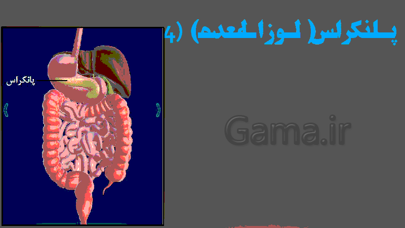 پاورپوینت ساختار لوله گوارش زیست شناسی دهم تجربی- پیش نمایش