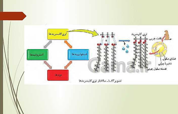 پاورپوینت زیست شناسی فنی دهم هنرستان | فصل 1: حیات و زیست شناسی- پیش نمایش