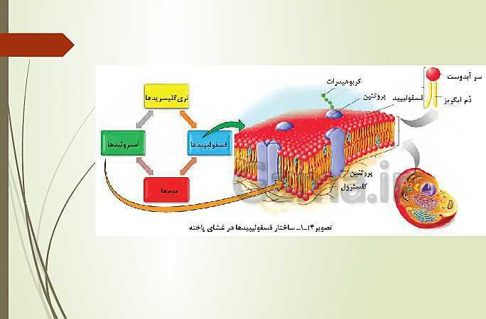 پاورپوینت زیست شناسی فنی دهم هنرستان | فصل 1: حیات و زیست شناسی- پیش نمایش