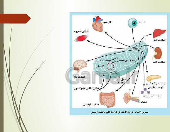 پاورپوینت زیست شناسی فنی دهم هنرستان | فصل 1: حیات و زیست شناسی- پیش نمایش