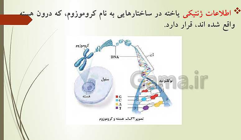 پاورپوینت زیست شناسی فنی دهم هنرستان | فصل 1: حیات و زیست شناسی- پیش نمایش