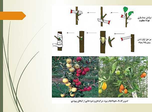 پاورپوینت تدریس زیست شناسی فنی دهم هنرستان | فصل 4: گیاهان- پیش نمایش