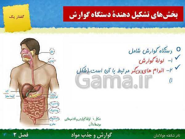 پاورپوینت تدریس گفتار 1 فصل 2 زیست دهم: ساختار و عملکرد لوله گوارش- پیش نمایش