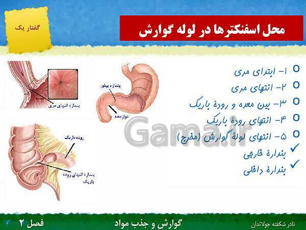 پاورپوینت تدریس گفتار 1 فصل 2 زیست دهم: ساختار و عملکرد لوله گوارش- پیش نمایش