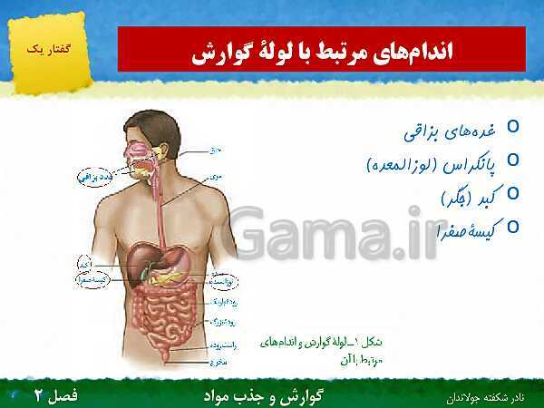 پاورپوینت تدریس گفتار 1 فصل 2 زیست دهم: ساختار و عملکرد لوله گوارش- پیش نمایش