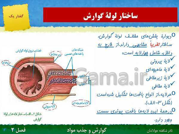 پاورپوینت تدریس گفتار 1 فصل 2 زیست دهم: ساختار و عملکرد لوله گوارش- پیش نمایش