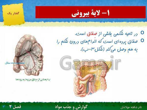 پاورپوینت تدریس گفتار 1 فصل 2 زیست دهم: ساختار و عملکرد لوله گوارش- پیش نمایش