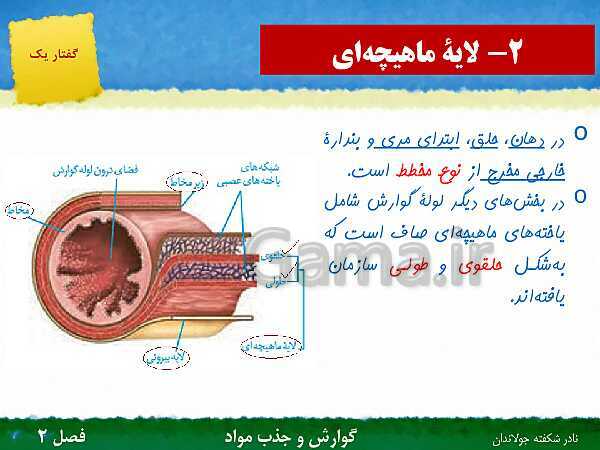 پاورپوینت تدریس گفتار 1 فصل 2 زیست دهم: ساختار و عملکرد لوله گوارش- پیش نمایش