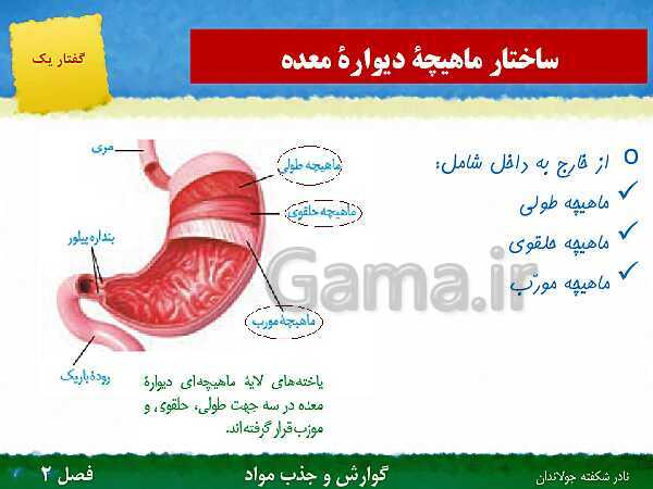 پاورپوینت تدریس گفتار 1 فصل 2 زیست دهم: ساختار و عملکرد لوله گوارش- پیش نمایش