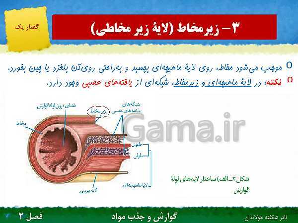 پاورپوینت تدریس گفتار 1 فصل 2 زیست دهم: ساختار و عملکرد لوله گوارش- پیش نمایش