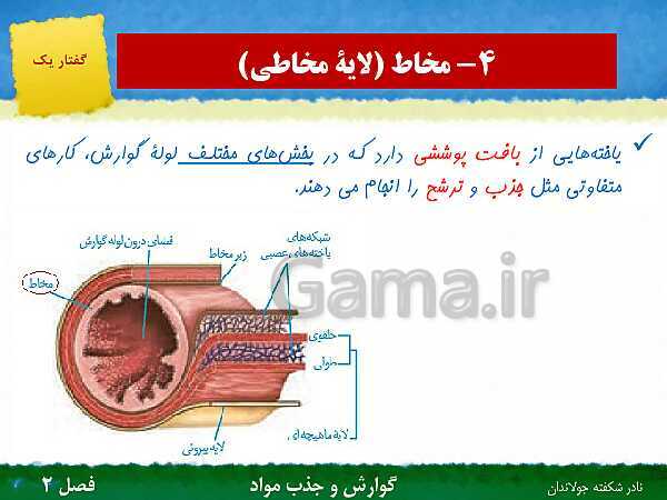 پاورپوینت تدریس گفتار 1 فصل 2 زیست دهم: ساختار و عملکرد لوله گوارش- پیش نمایش