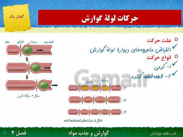 پاورپوینت تدریس گفتار 1 فصل 2 زیست دهم: ساختار و عملکرد لوله گوارش- پیش نمایش