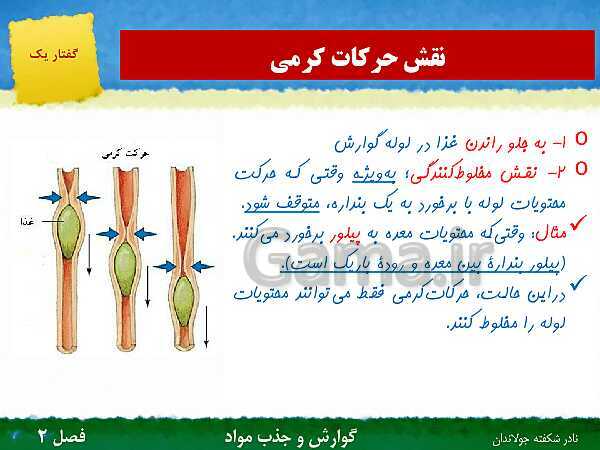 پاورپوینت تدریس گفتار 1 فصل 2 زیست دهم: ساختار و عملکرد لوله گوارش- پیش نمایش